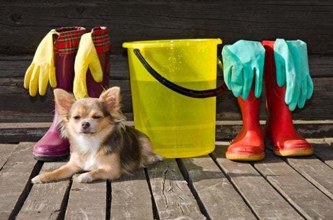 Spring Cleaning Tips for Pet Owners