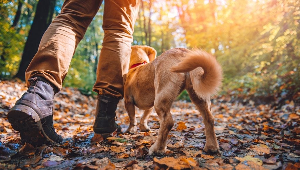 Step by Step Checklist for Hiking with Your Dog