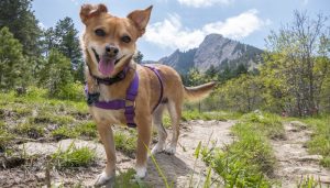 Step by Step Checklist for Hiking with Your Dog