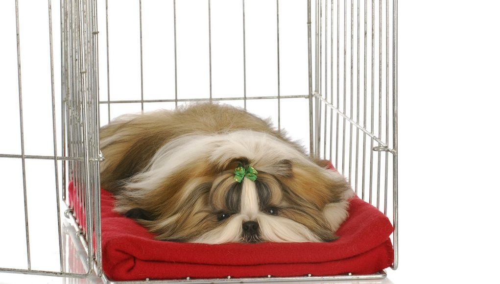 This Is What Makes the Best Pet Crate for Your Specific Dog