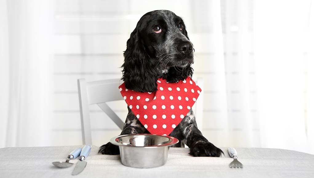 Tips for Making Your Own Homemade Dog Food