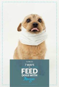 Tips on How To Feed Dogs to Deal With and Prevent Allergies