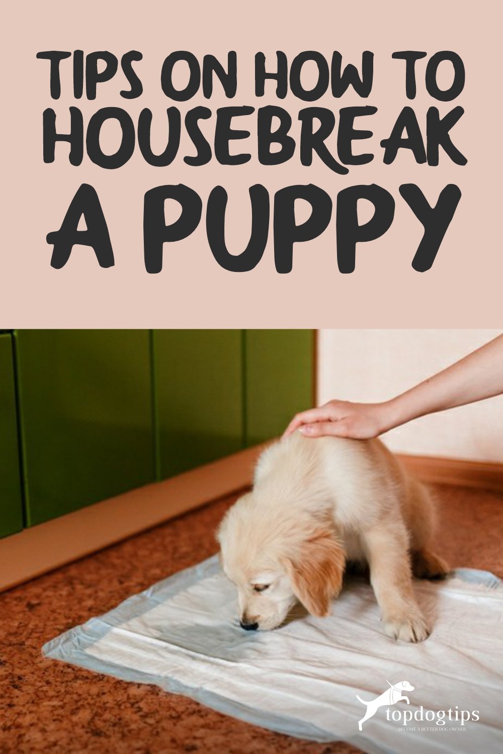 Tips on How to Housebreak a Puppy