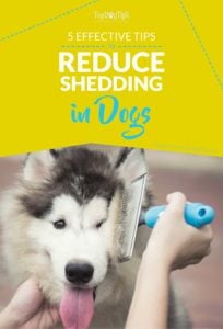 Tips on How to Reduce Shedding in Dogs