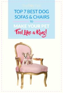 Top Best Dog Sofas and Chairs