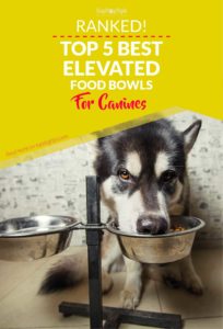 Top Best Raised Dog Food Bowls