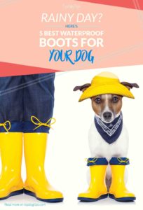 Top Best Waterproof Boots for Dogs