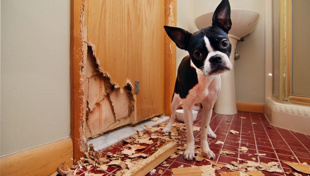 Top Tips for Puppy-Proofing your Home