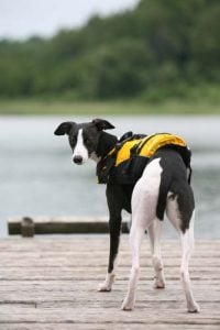 Why dogs need to be in water vests and flotation vests