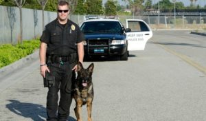 What are the Best Police Dog Breeds for Police Work?