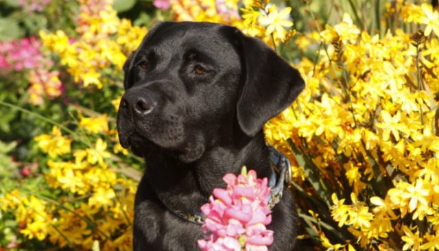 This Year’s AKC Top Breed: Labrador Retriever