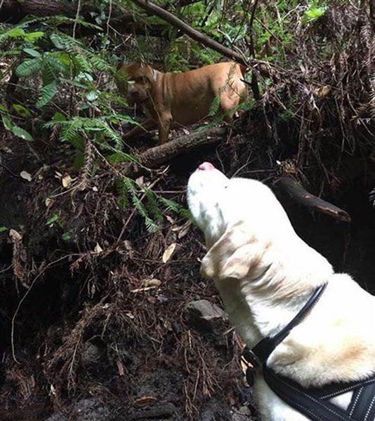 Blind Dog Lost in Woods for 8 Days Rescued by Firefighter