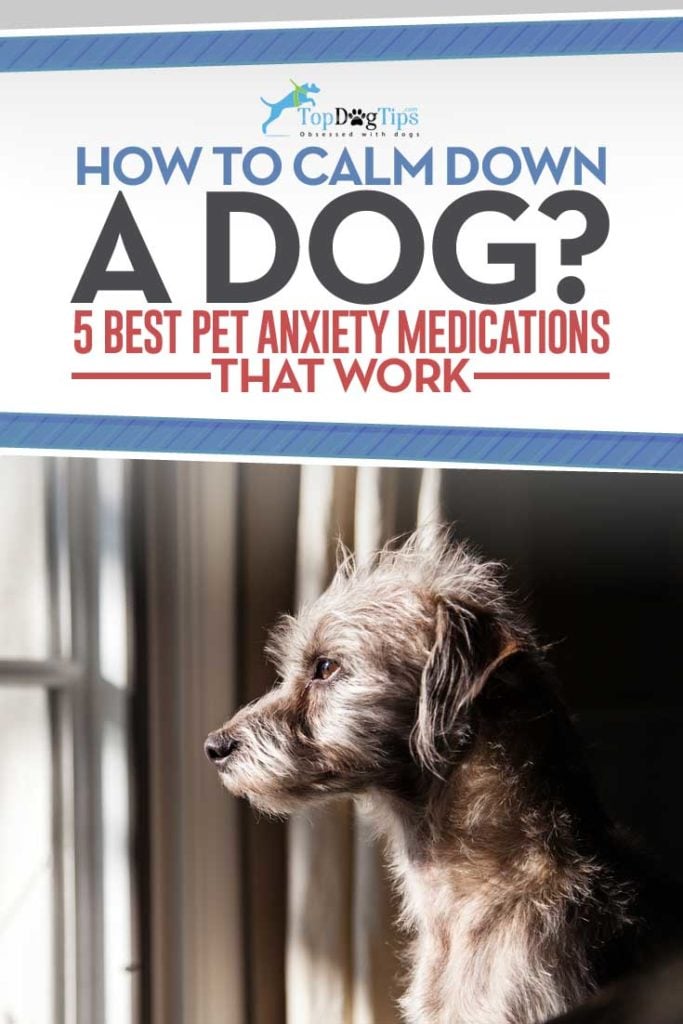 12 Best Dog Anxiety Medications