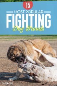 15 Most Popular Fighting Dog Breeds