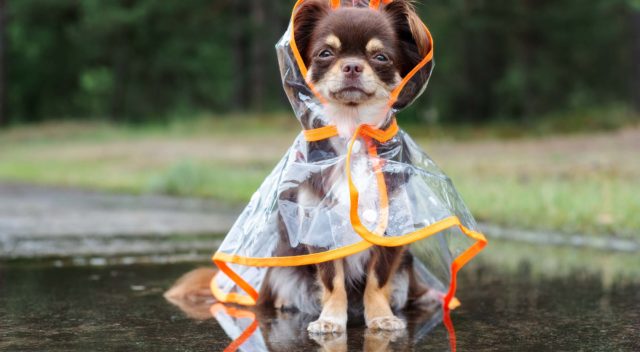 35 Best Dog Raincoats to Keep Your Pet Dry and Warm in Rain