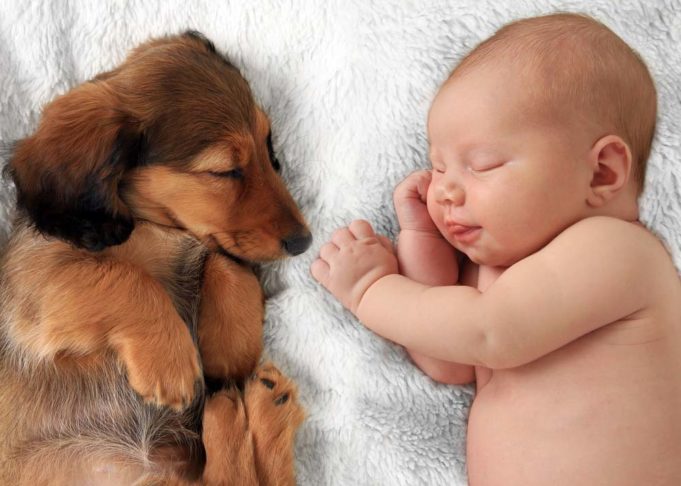 A Study Shows How Dogs May Improve Health of Young Children