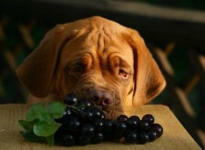 A dog is sniffing and trying to eat grapes