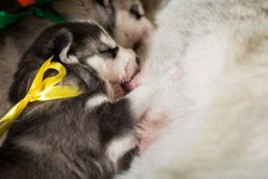 A puppy eating dog breast milk