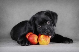 Apples for dogs