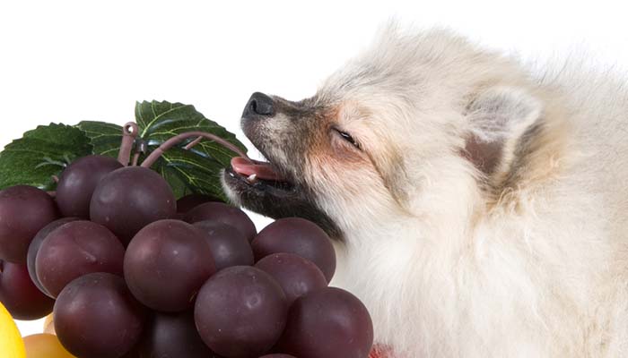 Are grapes toxic to dogs