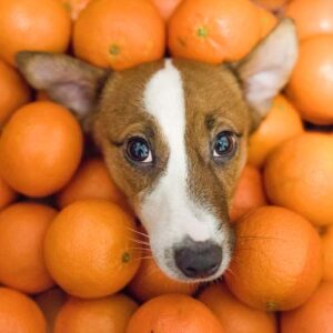 Are oranges good for dogs