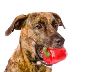 Benefits of bell peppers for dogs