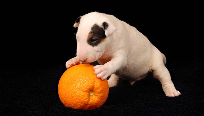 Benefits and side effects of oranges for dogs