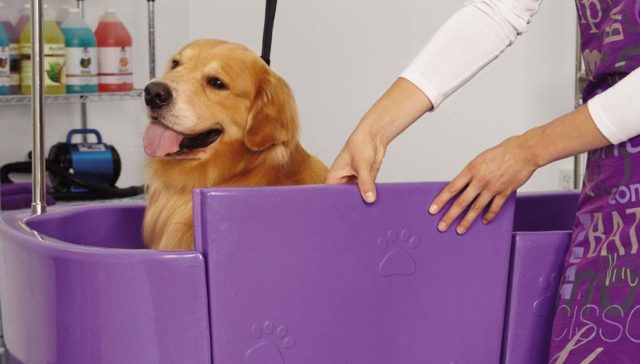 Best Dog Baths for Easier Grooming of Your Pet