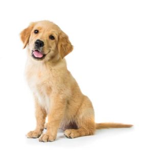 Best dog food diet for puppies