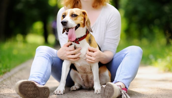 Beagle with Owner - best short hair breed