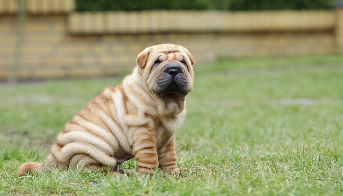 Shar-Pei - Best Short Hair Dog Breeds