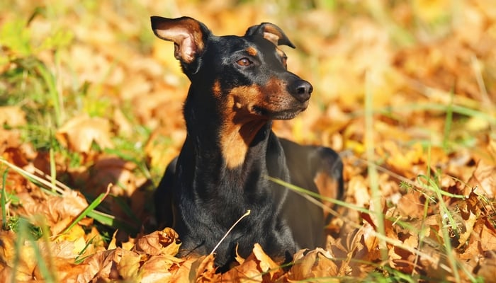 German Pinscher - Best Short Hair Dog Breeds 