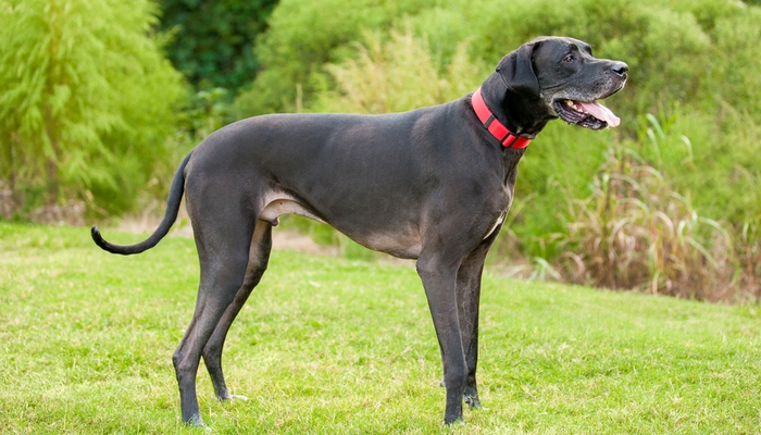 Great Dane - Best Short Hair Dog Breeds