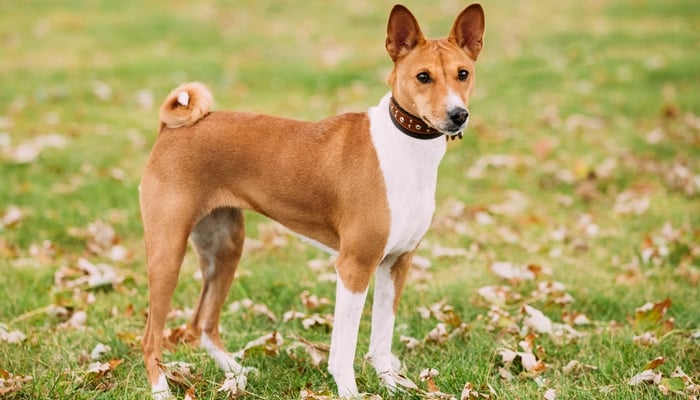 Basenji