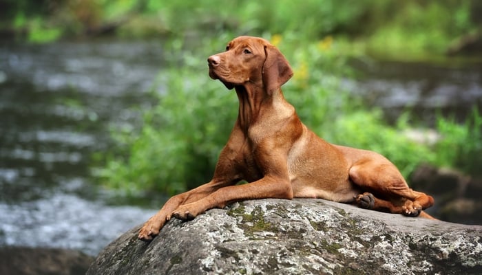 Vizsla 