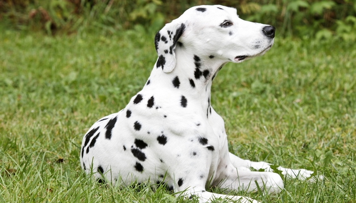 Dalmatian - Best Short Hair Dog Breeds 