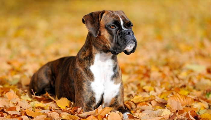 Boxer - Best Short Hair Dog Breeds