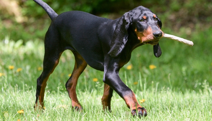 Black and Tan Coonhound - best short hair breed