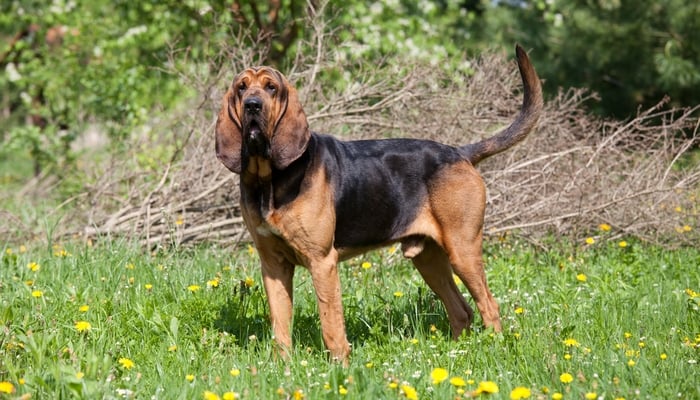 Bloodhound as the Best short hair dog breeds