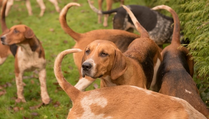 English Foxhound - best short hair dog breed 