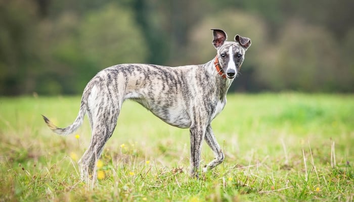 Whippet 