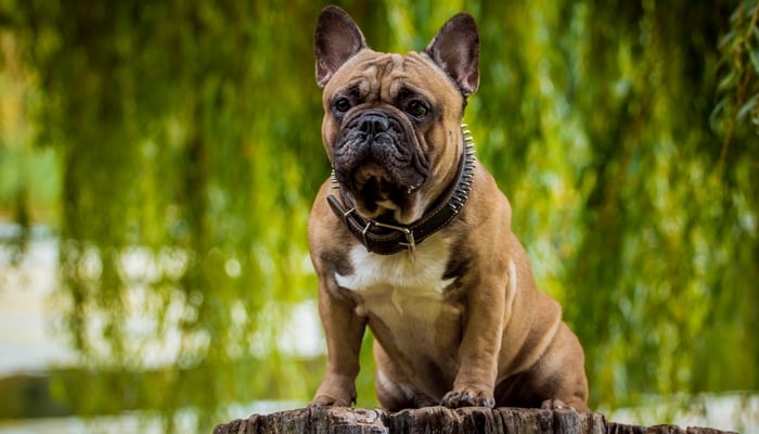 French Bulldog - Best Short Hair Dog Breeds