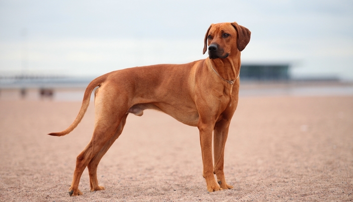 Rhodesian Ridgeback - Best Short Hair Dog Breeds