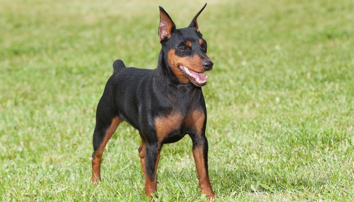 Miniature Pinscher - Best Short Hair Dog Breeds