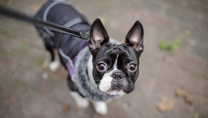 Boston Terrier - Best Short Hair Dog Breeds