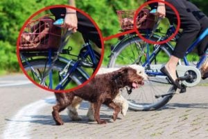 Bike riding with dogs safety