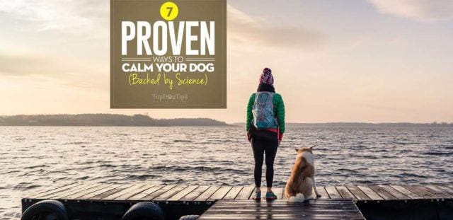 Science-based Ways on How to Calm a Dog Down