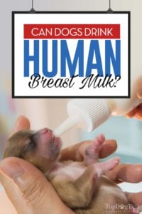 Can Dogs Drink Human Breast Milk