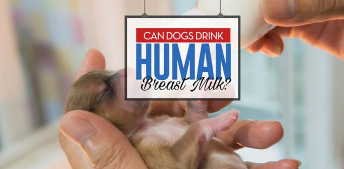 Can Dogs Drink Human Breast Milk Safely