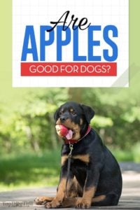 Can Dogs Eat Apples